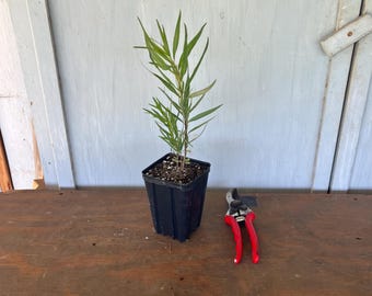 4” Desert Willow (Chilopsis linearis) plant