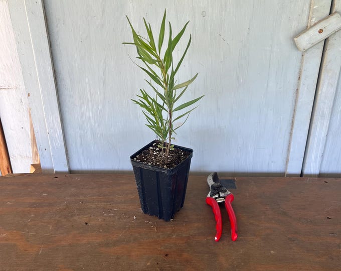 4” Desert Willow (Chilopsis linearis) plant