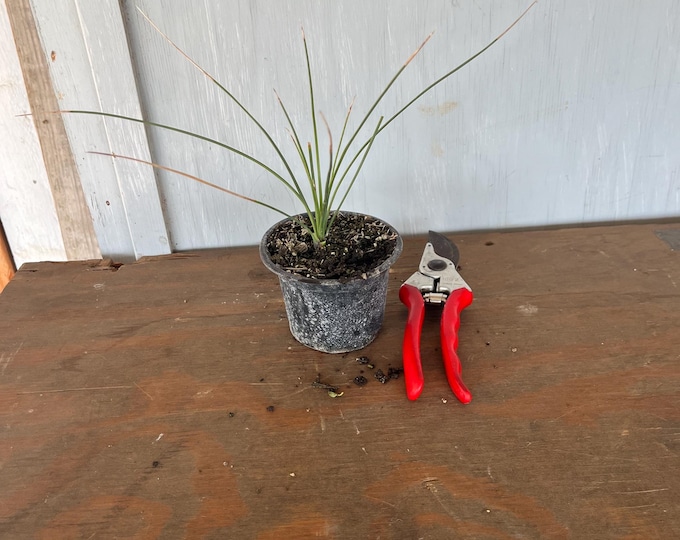 4” Toothless Sotol (Dasylirion longissimum) plant