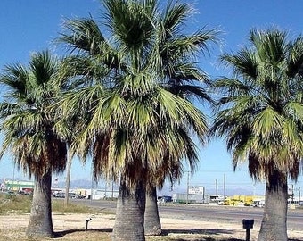Seeds. Desert Fan Palm, California Fan Palm (Washingtonia filifera)