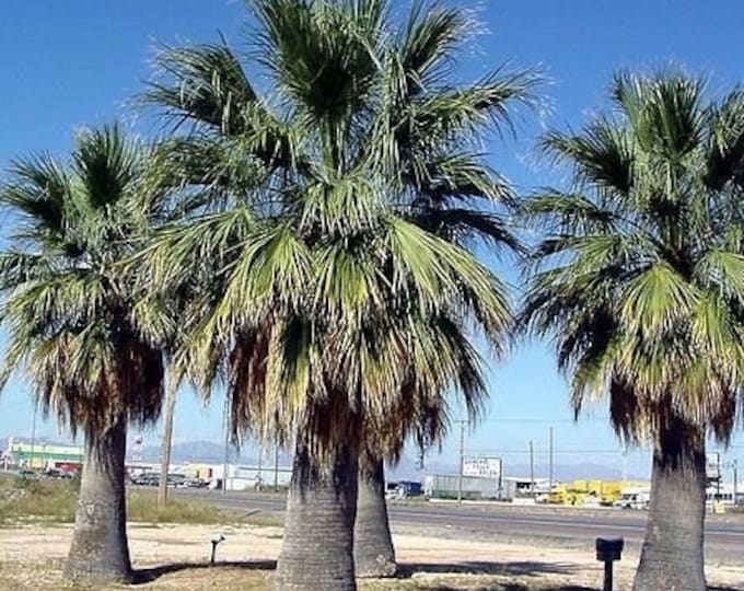 Seeds. Desert Fan Palm, California Fan Palm (Washingtonia filifera)