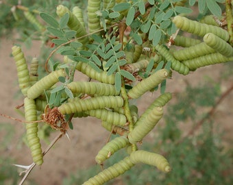 Seeds. Screwbean Mesquite ( Prosopsis pubescens).