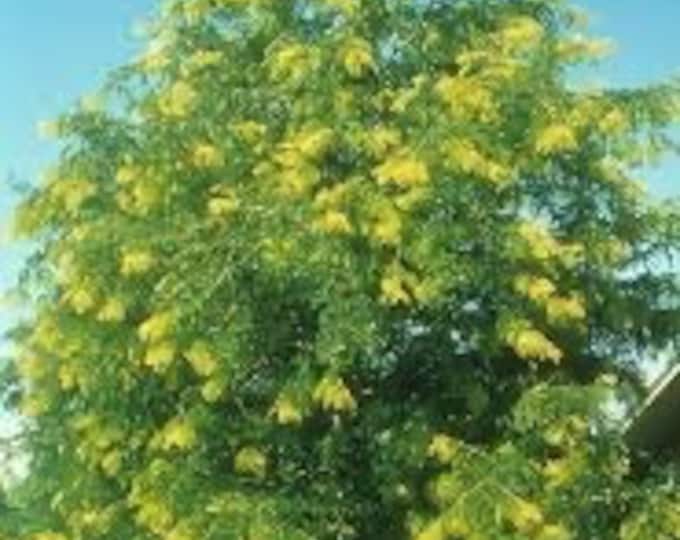 Seeds. Thornless Honey Locust (Gleditsia triacanthose Var. inermis)