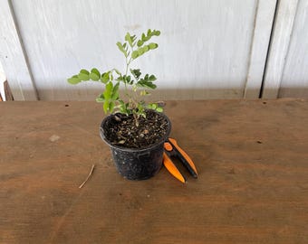 4” Goldenball leadtree (Leucaena retusa) plant