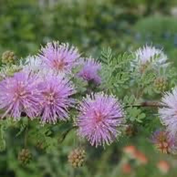 Seeds. Texas Mimosa (Mimosa texana)