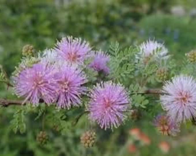 Seeds. Texas Mimosa (Mimosa texana)