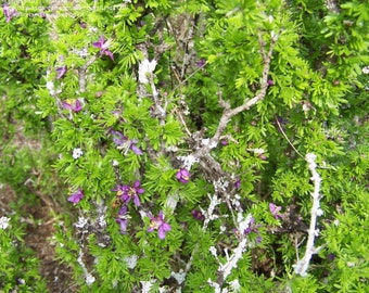Seeds. Guayacan (Guaiacum angustifolium)