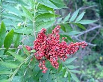 Seeds. Flame Leaf Sumac (Rhus lanceolata).