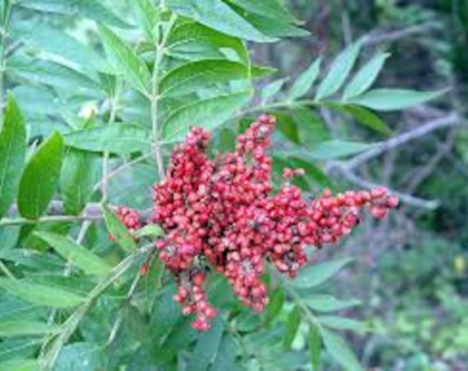 Seeds. Flame Leaf Sumac (Rhus lanceolata).