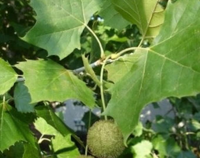 Seeds. American Sycamore (Platanus occidentalis).
