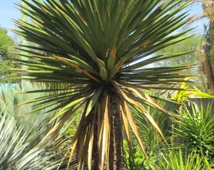 Seeds. Spanish Dagger (Yucca Faxoniana)