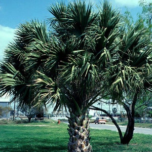 Seeds. Texas Sabal Palm (Sabal mexicana).