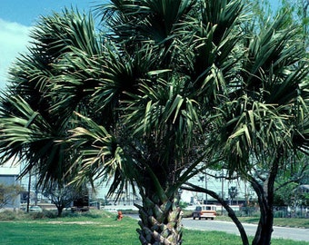 Seeds. Texas Sabal Palm (Sabal mexicana).