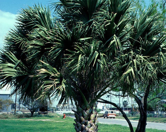 Seeds. Texas Sabal Palm (Sabal mexicana).