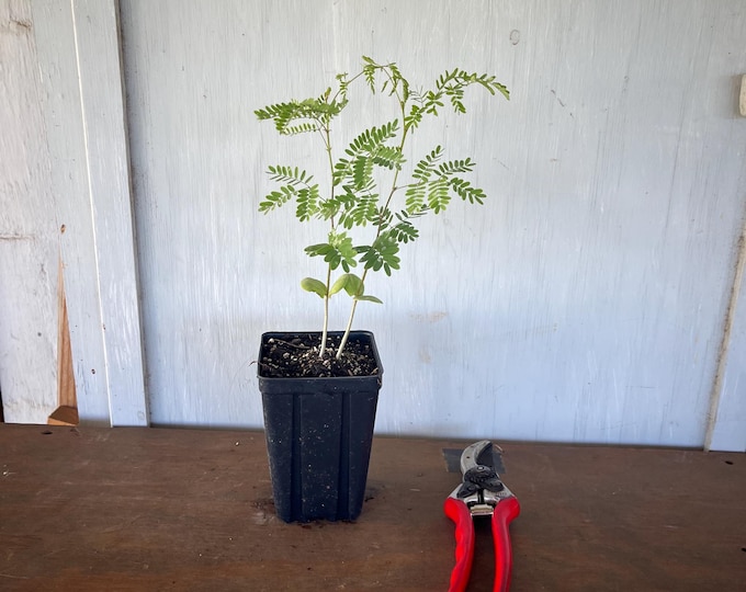 4” Desert Bird of Paradise (Caesalpinia gillesii) plant