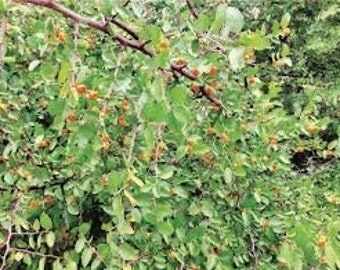Seeds. Desert Hackberry (Celtis pallida).