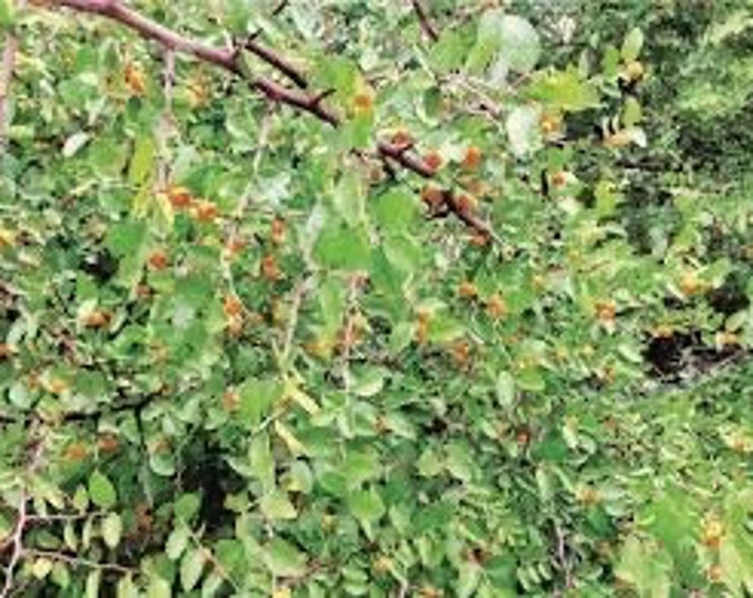 Seeds. Desert Hackberry (Celtis pallida).