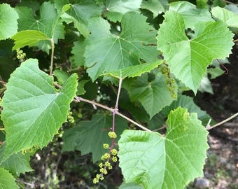 Seeds. Hellers Grape, Winter Grape (Vitis cinerea var. helleri)