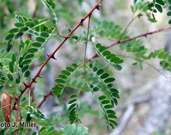 Seeds. Roemer Acacia, Roundflower Catclaw (Acacia roemeriana)