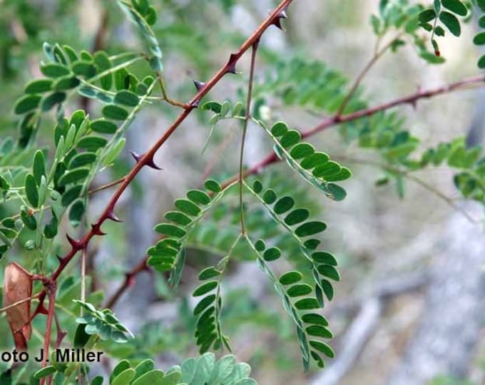 Seeds. Roemer Acacia, Roundflower Catclaw (Acacia roemeriana)