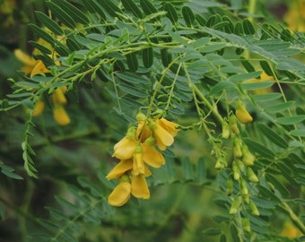 Seeds. Rattlebox, Rattlebush (Sesbania drummondii).
