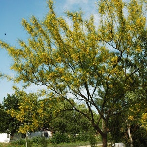 Seeds. Palo Verde (Cercidium Texanum).