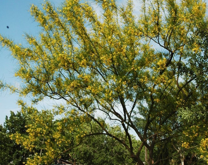 Seeds. Palo Verde (Cercidium Texanum).