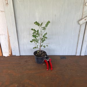Leucaena retusa (Leucaena retusa) de 4 po.