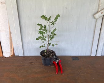4” Goldenball leadtree (Leucaena retusa) plant