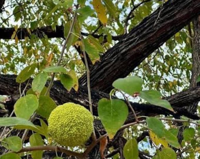 Seeds. Bois d’arc/Bodark (Maclura pomifera) tree