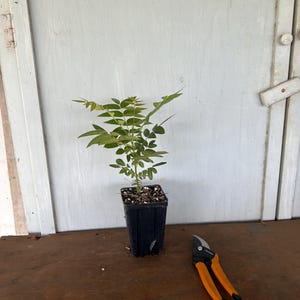 May include: A small potted plant with green leaves stands on a wooden surface. Beside it, orange and black pruning shears are placed. The background features a white door with a latch.