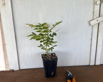 4” Little Walnut (Juglans microcarpa) plant