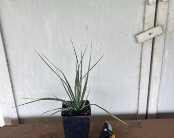 4” Beaked Yucca (Yucca rostrata) plant