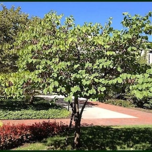 Seeds. Texas Redbud (Cercis canadensis var. texensis)
