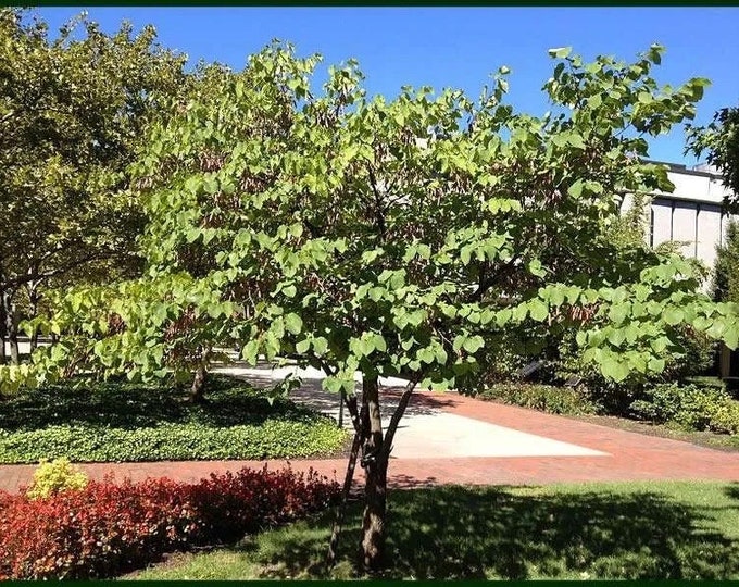 Seeds. Texas Redbud (Cercis canadensis var. texensis)