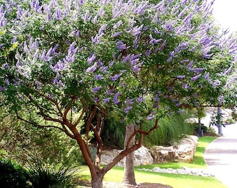Seeds. Chaste tree, Vitex (Vitex angus-castus).