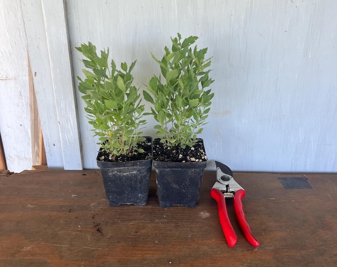4” Bee Bush/Whitebrush (Aloysia gratissima) plants. 2 plants per order!
