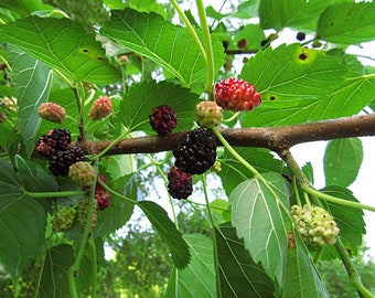 Seeds. Red Mulberry (Morus rubra)