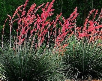 Seeds. Red Yucca (Hesperaloe parvifolia)