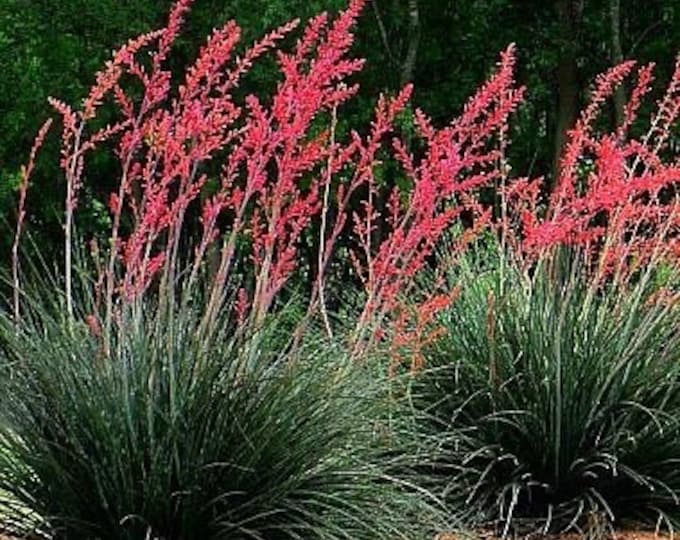 Seeds. Red Yucca (Hesperaloe parvifolia)