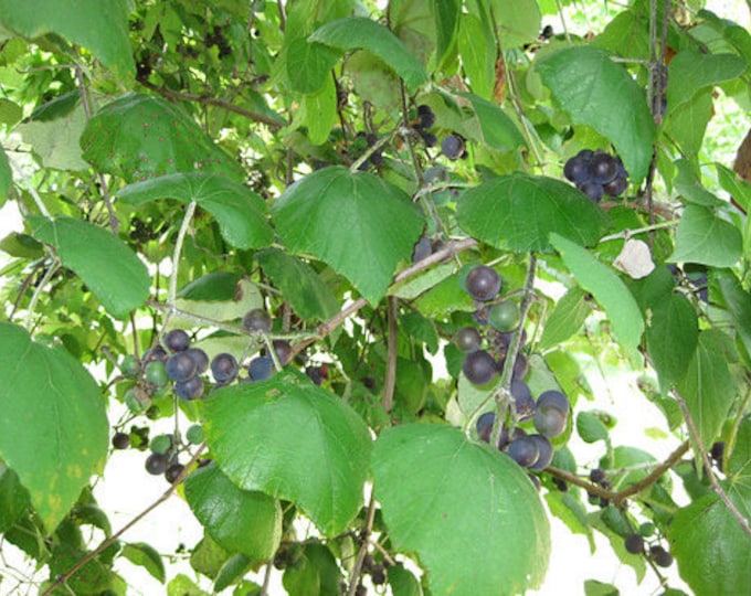 Seeds. Mustang Grape (Vitis mustangensis)