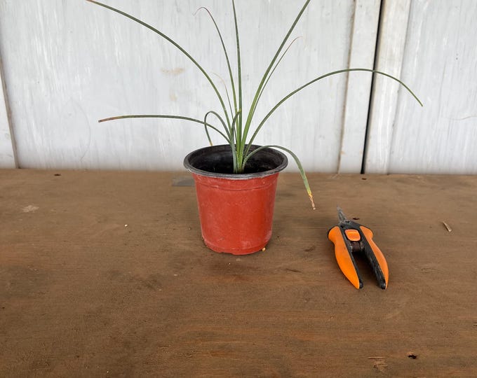 4” Texas Sotol (Dasylirion texanum) plant