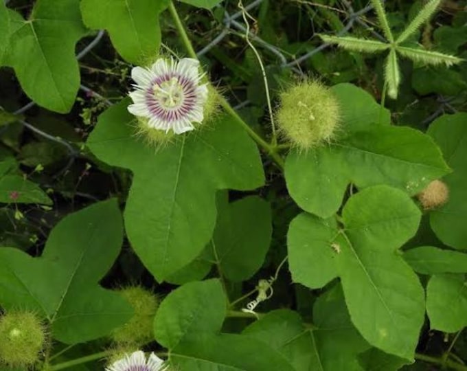 Seeds. Stinking Passionflower vine (Passiflora foetida)