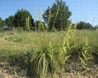 Seeds. Devils Shoestring  (Nolina linheimeriana)