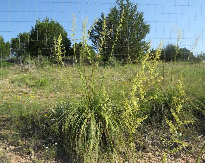 Seeds. Devils Shoestring  (Nolina linheimeriana)