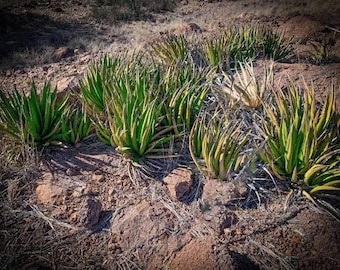 Seeds. Agave lechuquilla