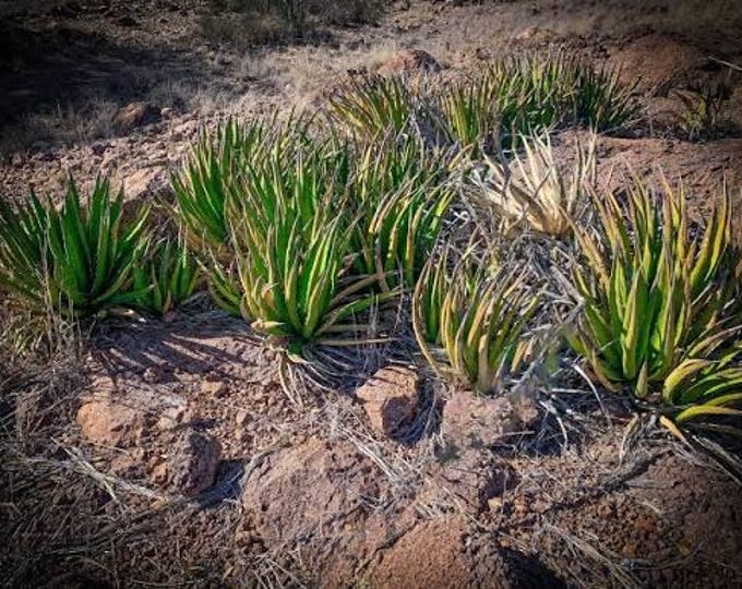 Seeds. Agave lechuquilla