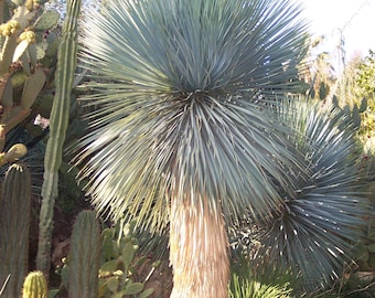 Seeds. Beaked yucca (Yucca rostrata)