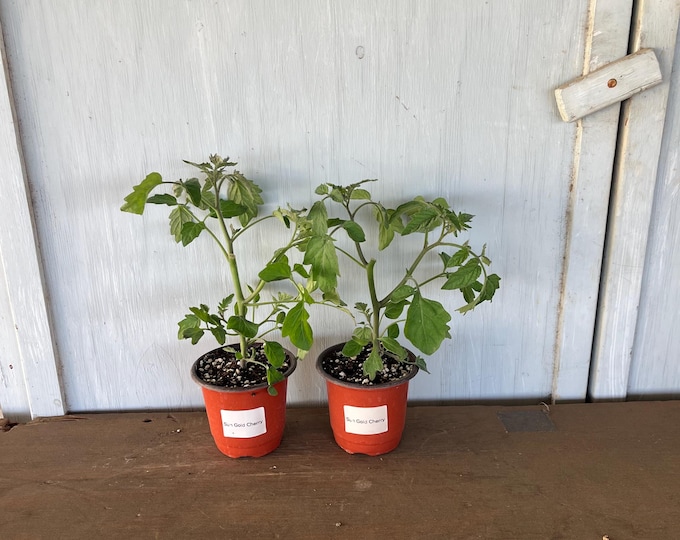 4” Sun Gold Cherry Tomatoes (2 plants per order)