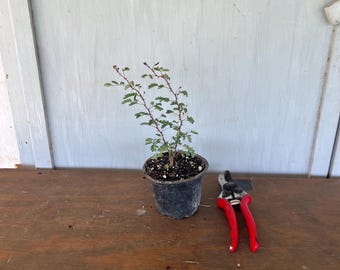4” Texas Mimosa (Mimosa texana) plant